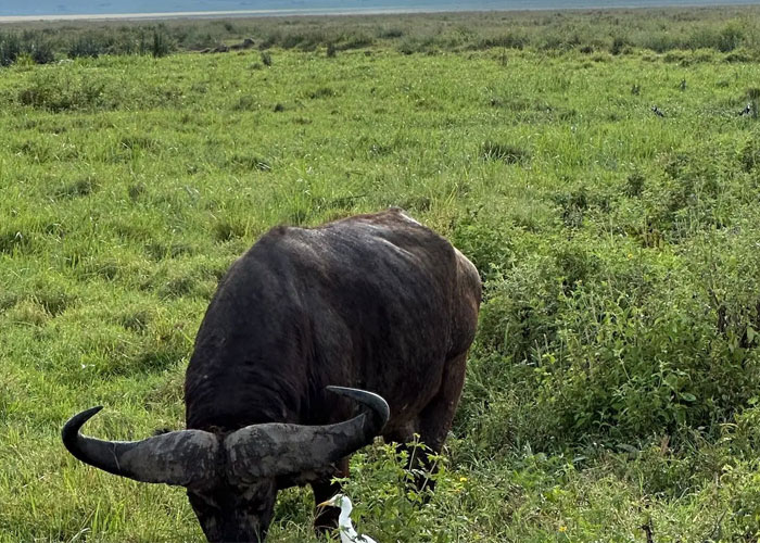 2 Days | 1 Night Ngorongoro Crater & Tarangire National Park.