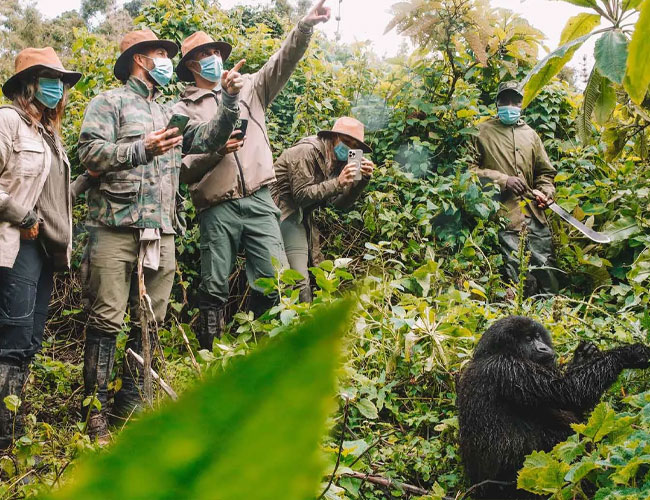 4 Days Gorilla Trekking Safari In Uganda -Via Kigali Rwanda