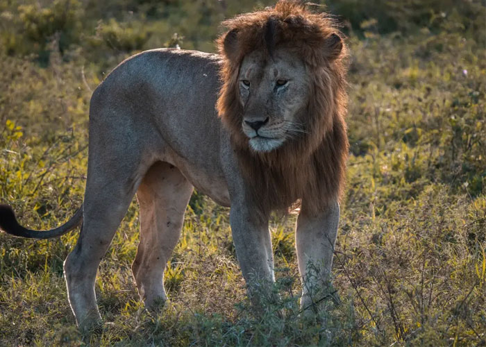 5 Days 4 Nights Tanzania Wildlife Safari Experience
