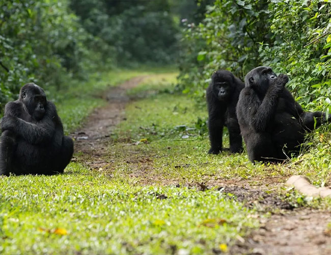5 Days Gorillas & Golden Monkeys In Rwanda