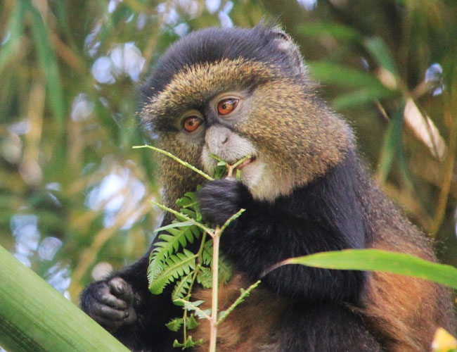 6 DAYS GORILLAS and CHIMPANZEE TREKKING IN RWANDA