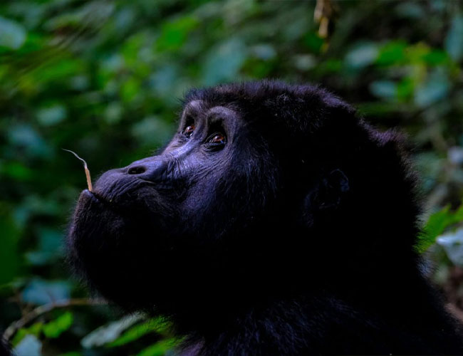 6 Days Wildlife Queen Elizabeth & Gorilla Trekking Safari