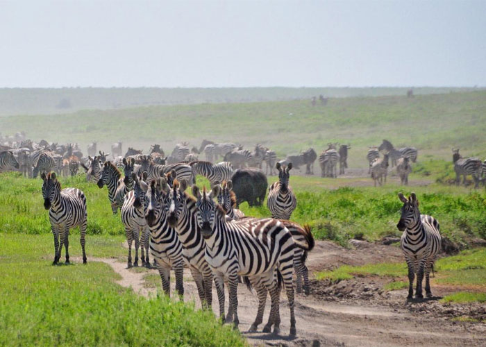 7 Days 6 Nights Tanzania Wildlife Safari Experience.