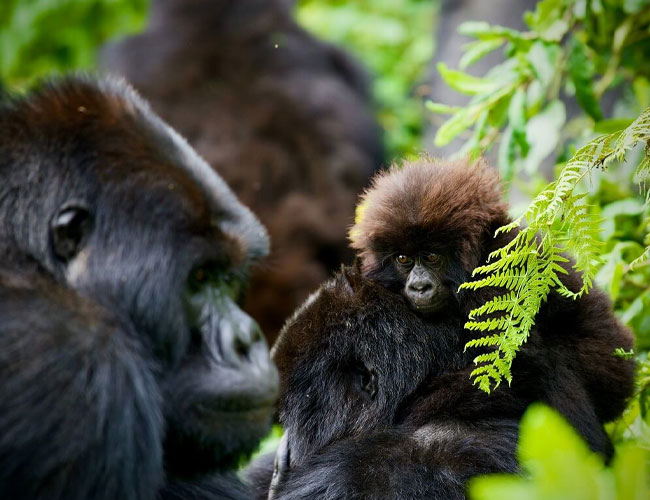 7 Days Kibale -Queen Elizabeth & Gorilla Trekking In Uganda
