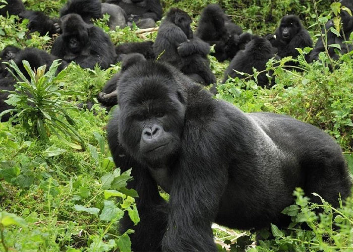 9 Days 8 Nights Ultimate Wildlife Safari Experience