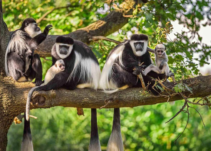 Arusha-National-Park