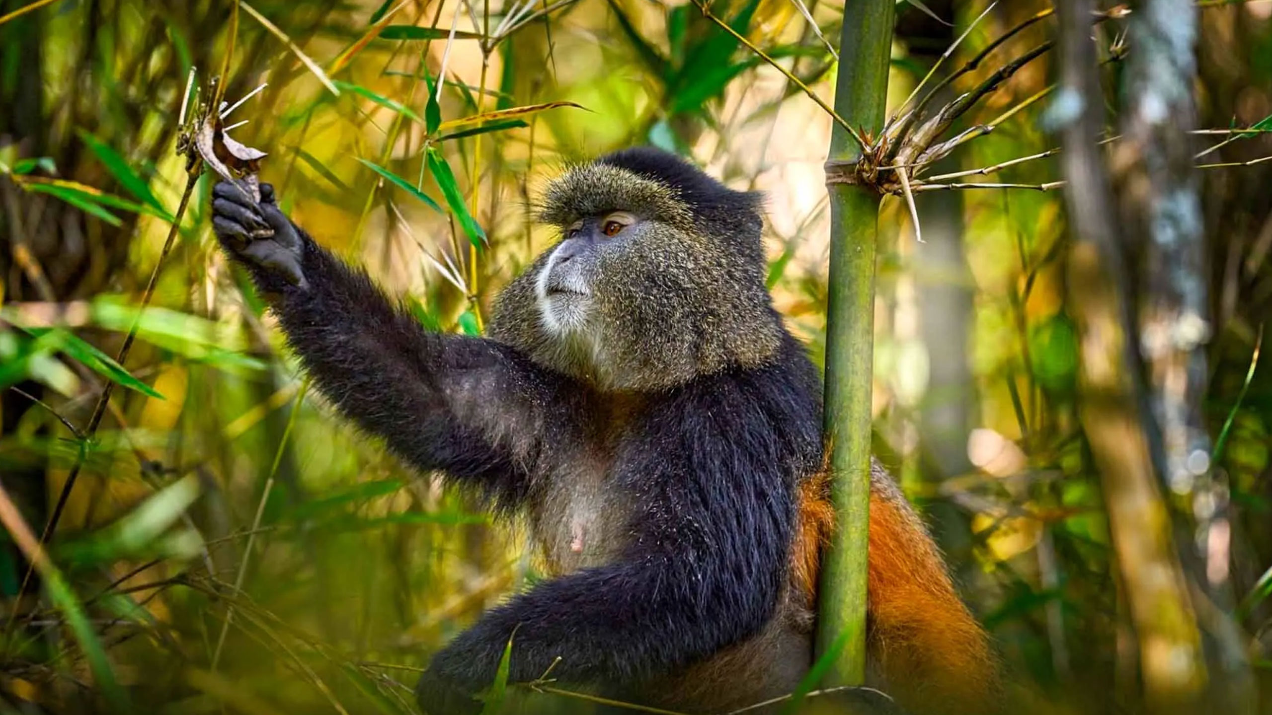 Discover Rwanda – Where the Wild Still Roams Free