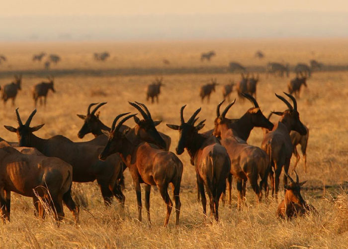 Katavi National Park