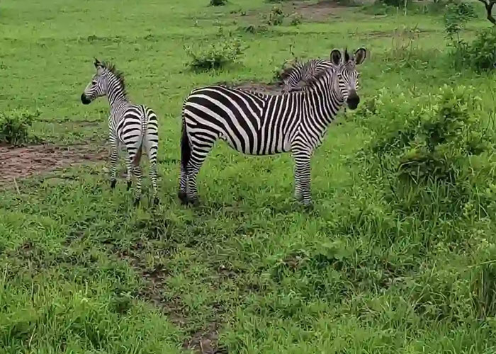 Mikumi National Park