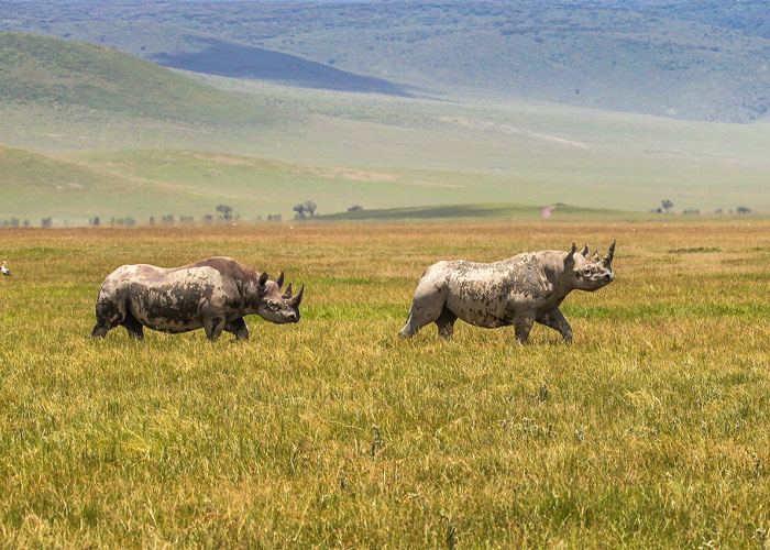 Ngorongoro Crater