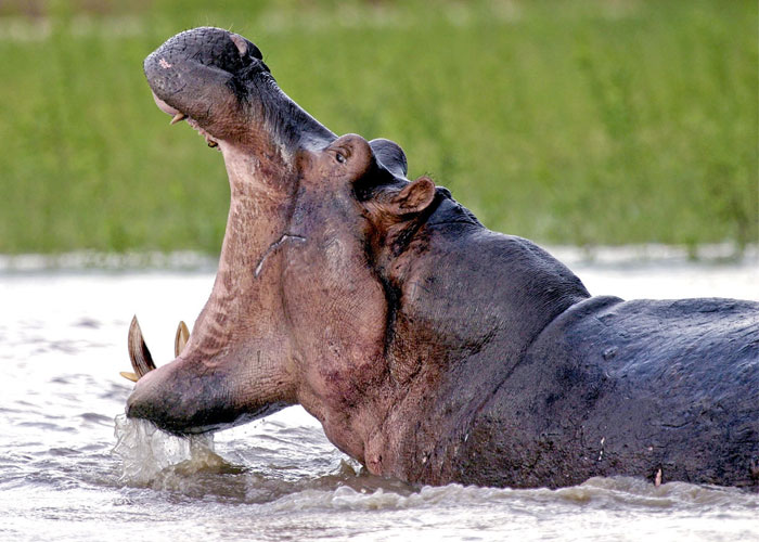 Nyerere National Park