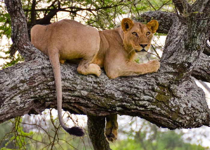 Tarangire National Park