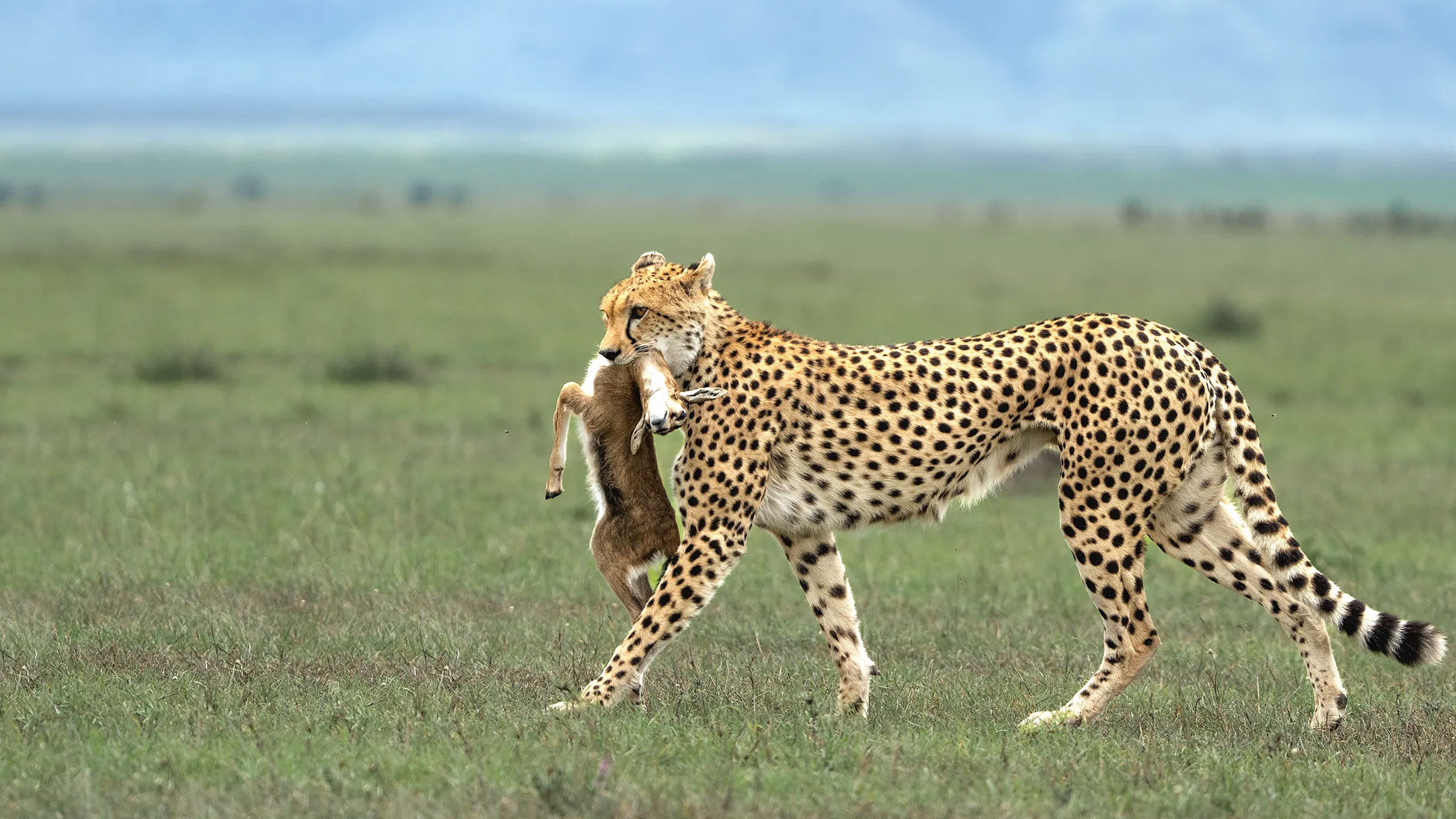 safari packages serengeti safari Tanzania's Finest Safari Experiences