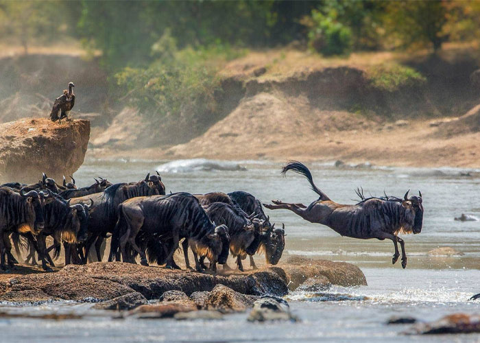 serengeti national park