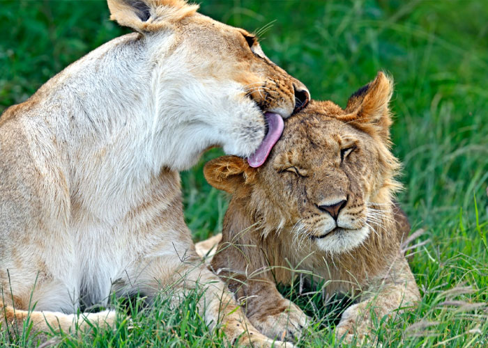 3-Days--2-Nights-Wildlife-Safari-Experience