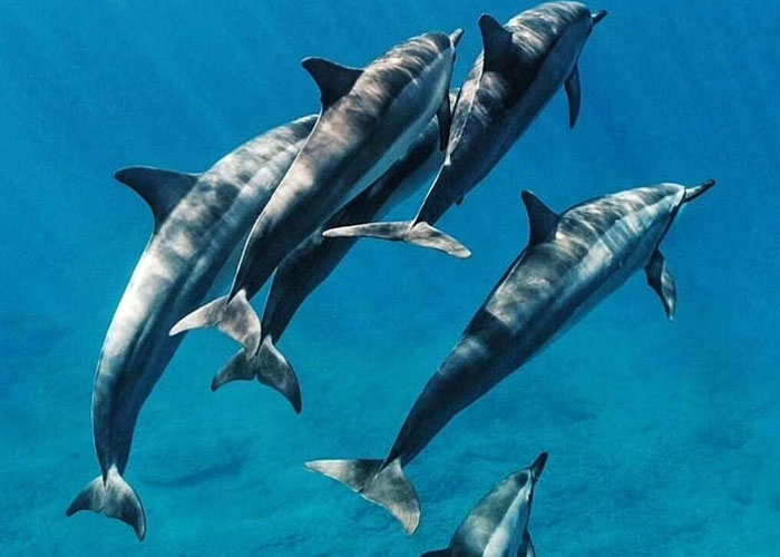 Dolphin Tour (Kizimkazi Village).