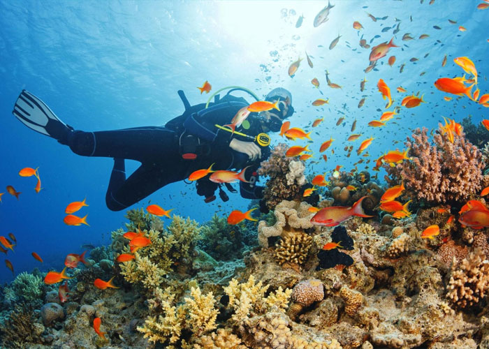 Mnemba Atoll Snorkeling & Diving.