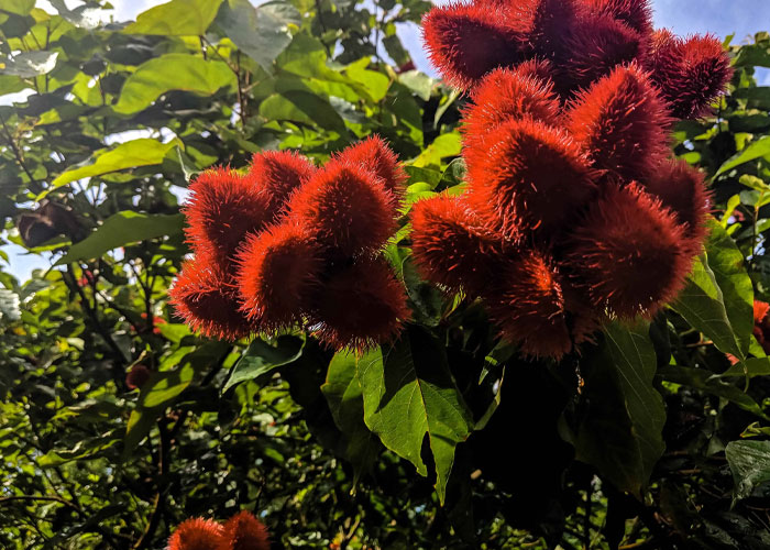 Spice-Farm-Tour-in-Zanzibar