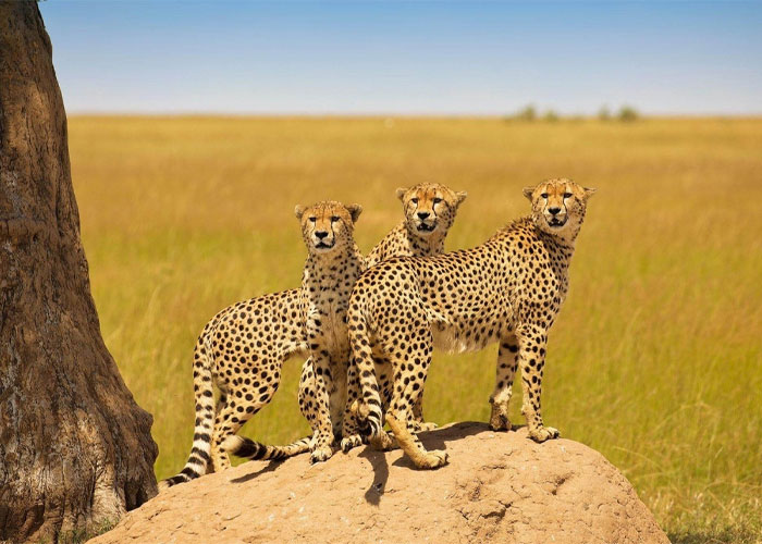 Terms-and-Conditions