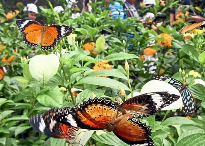 Zanzibar Butterfly Centre.