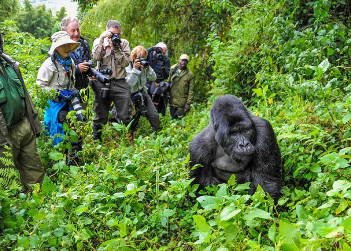 4 Days Gorilla Trekking Safari In Uganda -Via Kigali Rwanda -2025