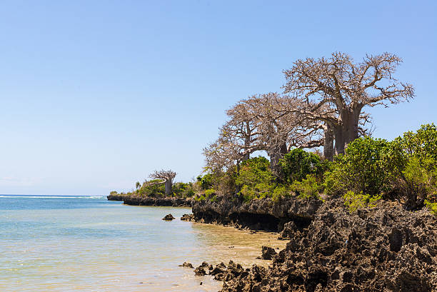3-Day Pemba Island Diving Escape