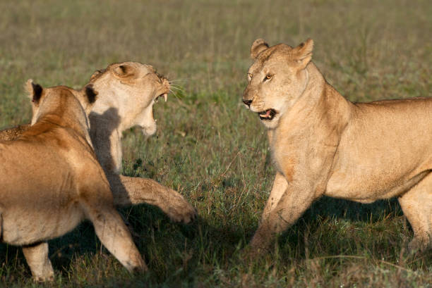 3-Day Serengeti Express