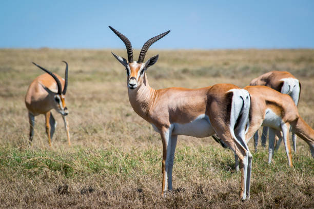 4-Day Ngorongoro & Serengeti