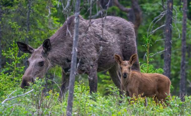 5-Day Calving Season Safari