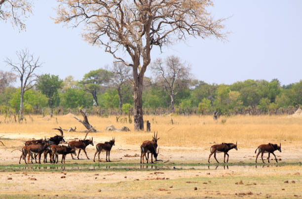 5-Day Hwange Wilderness