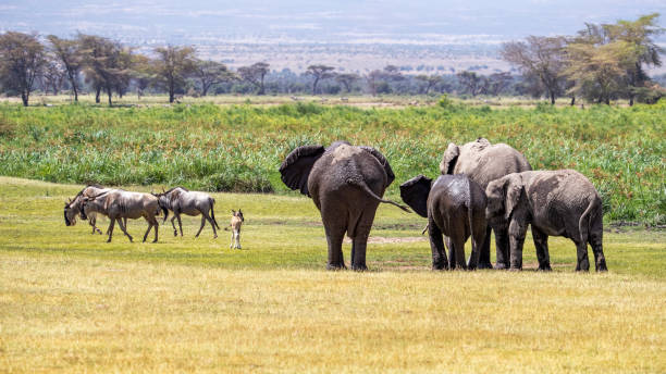 5-Day Kenya Mara & Amboseli