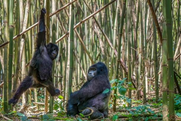 5-Day Rwanda Gorilla & Akagera