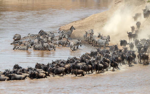 6-Day Great Migration River Crossings