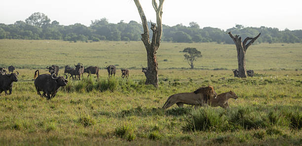 7-Day Kenya Private Conservancy