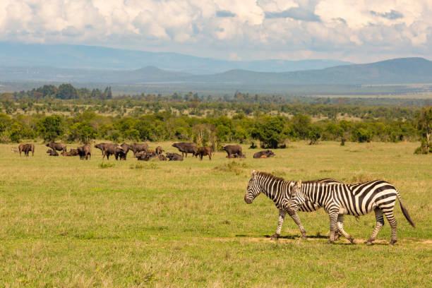 7-Day Laikipia Luxury