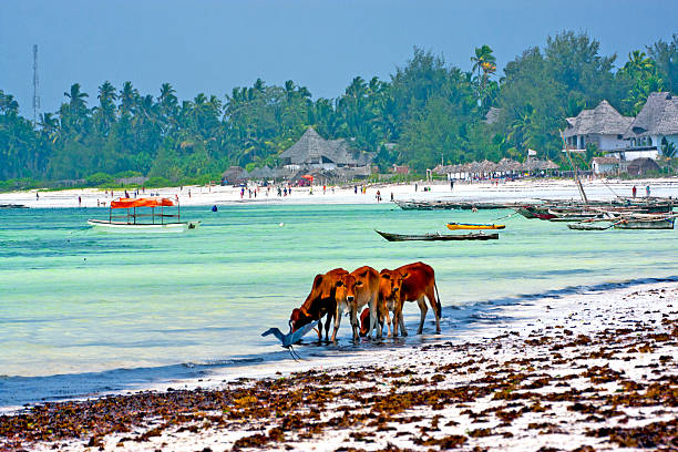7-Day Safari & Zanzibar
