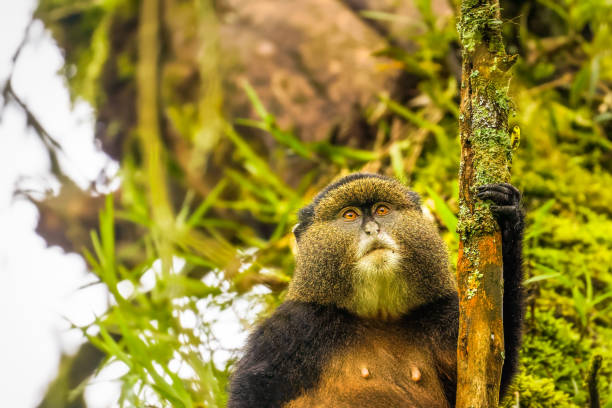 7-Day Uganda Primates & Wildlife