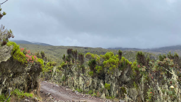 8-Day Kilimanjaro — Lemosho Route
