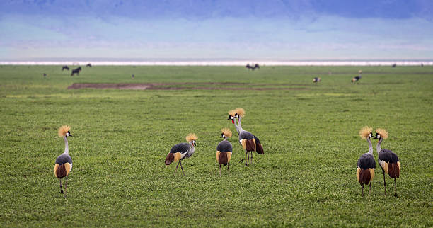 8-Day Tanzania Birding Circuit