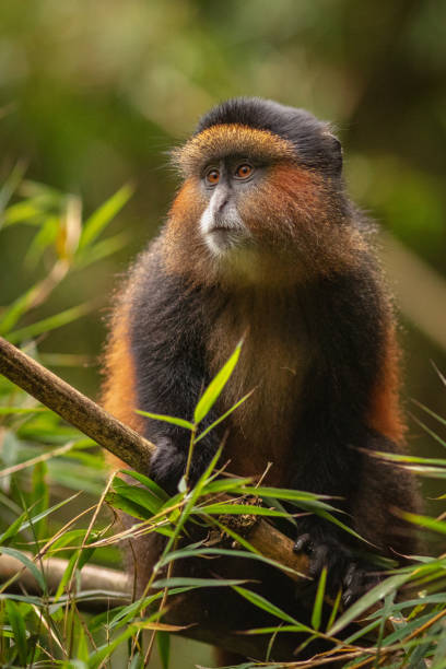 8-Day Uganda & Rwanda Primates