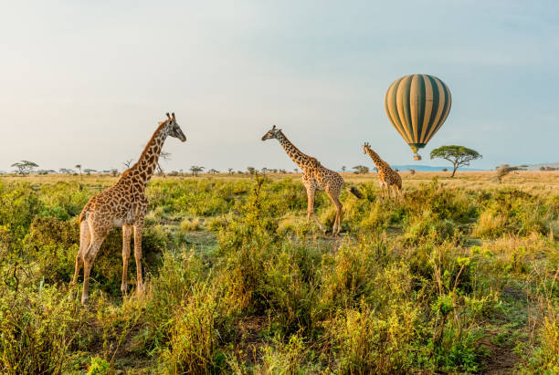 Serengeti