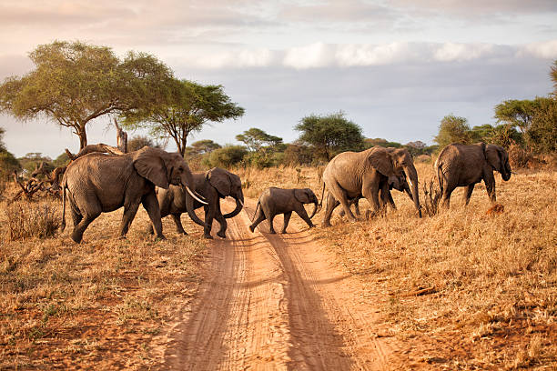 Tarangire