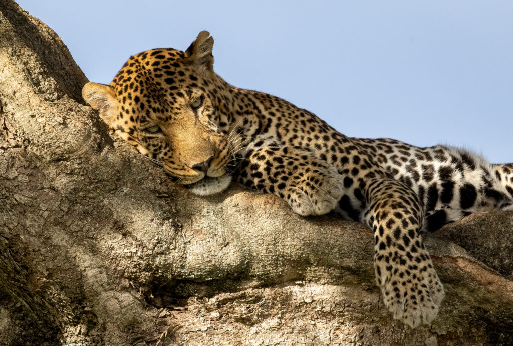 The Beauty Lies in the Wild.!