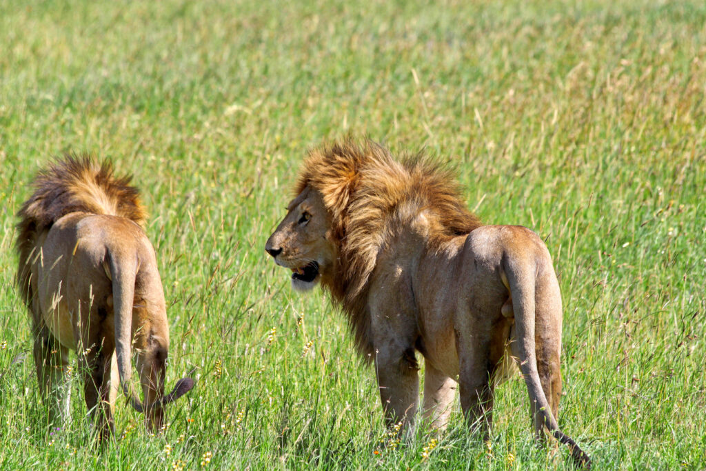 The Beauty Lies in the Wild.!