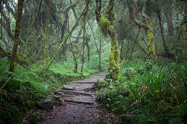 Kilimanjaro — Machame Route