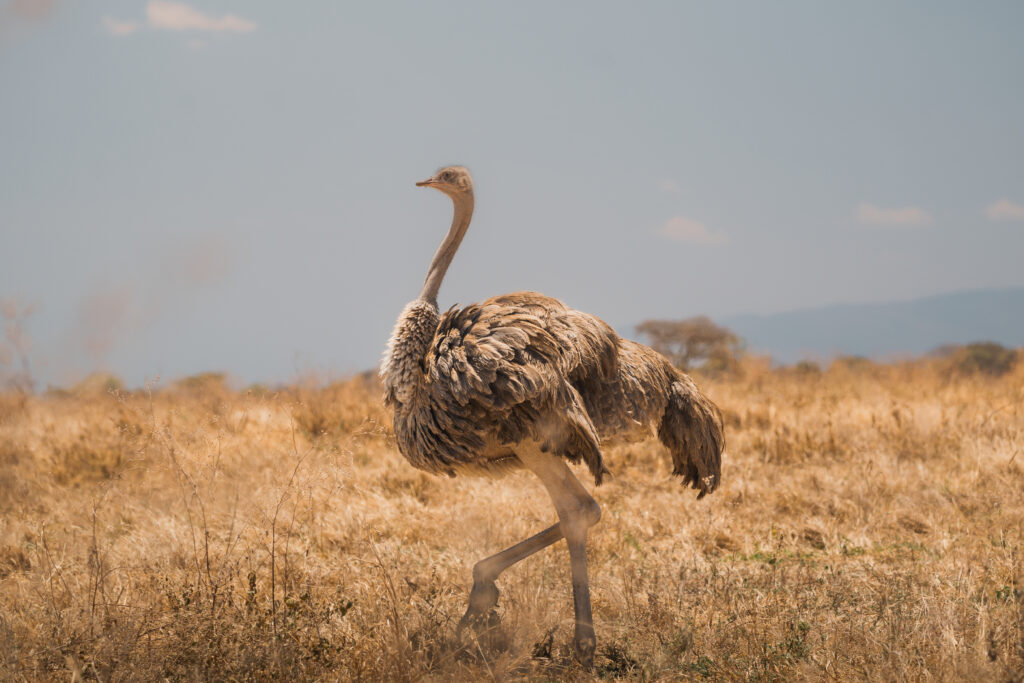 The Beauty Lies in the Wild.!