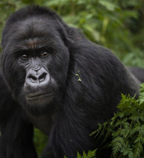 Gorilla-Trekking-In-August-Realm-Africa-Safaris.jpeg