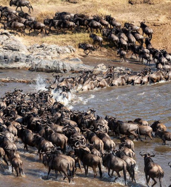 Wildebeest-migration-river-crossing.jpg